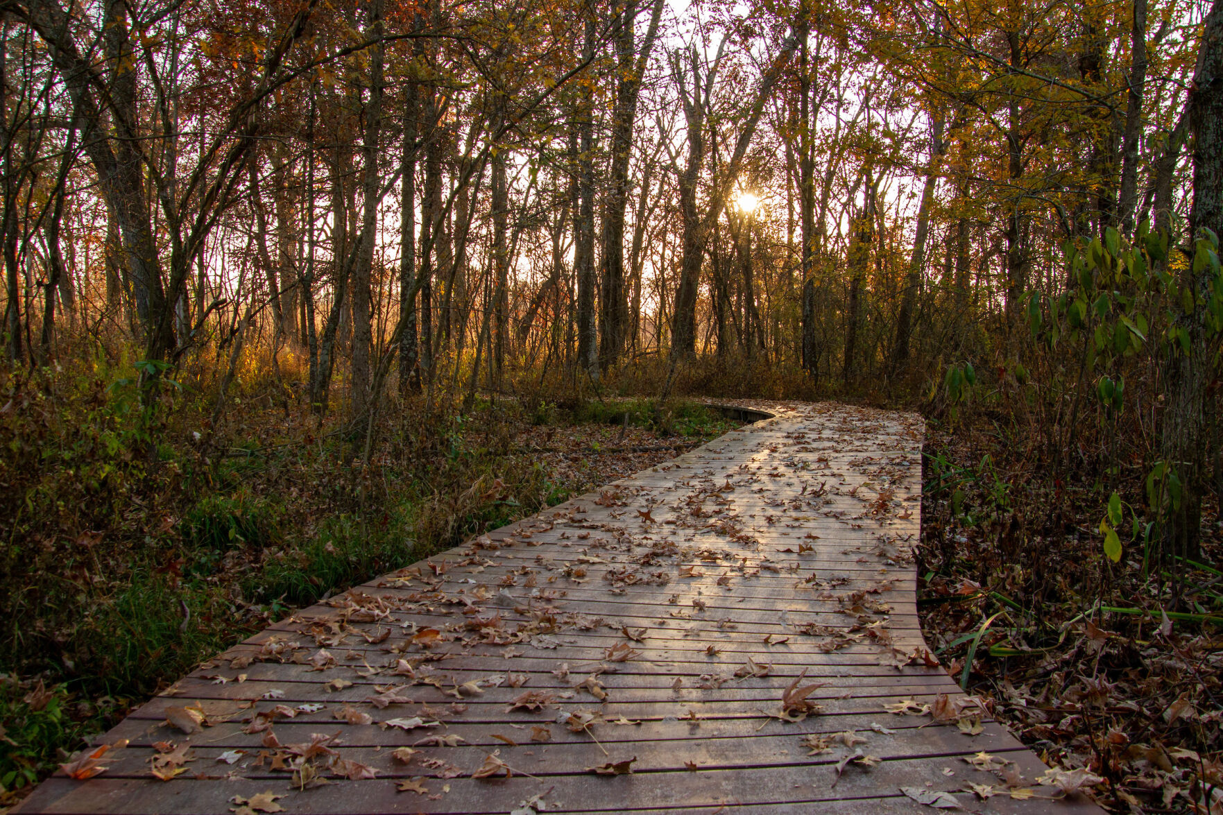 Shaw Nature Reserve